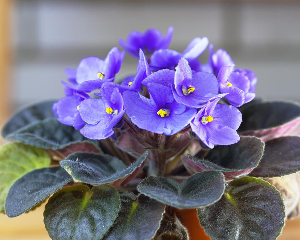 African violet houseplant