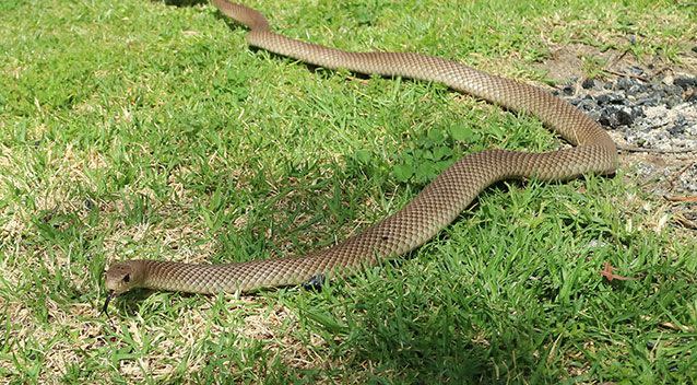 The Snake Hunter Mark Pelley said if you do not treat a snake bite properly you can die in as little as 30 minutes. Source: Supplied