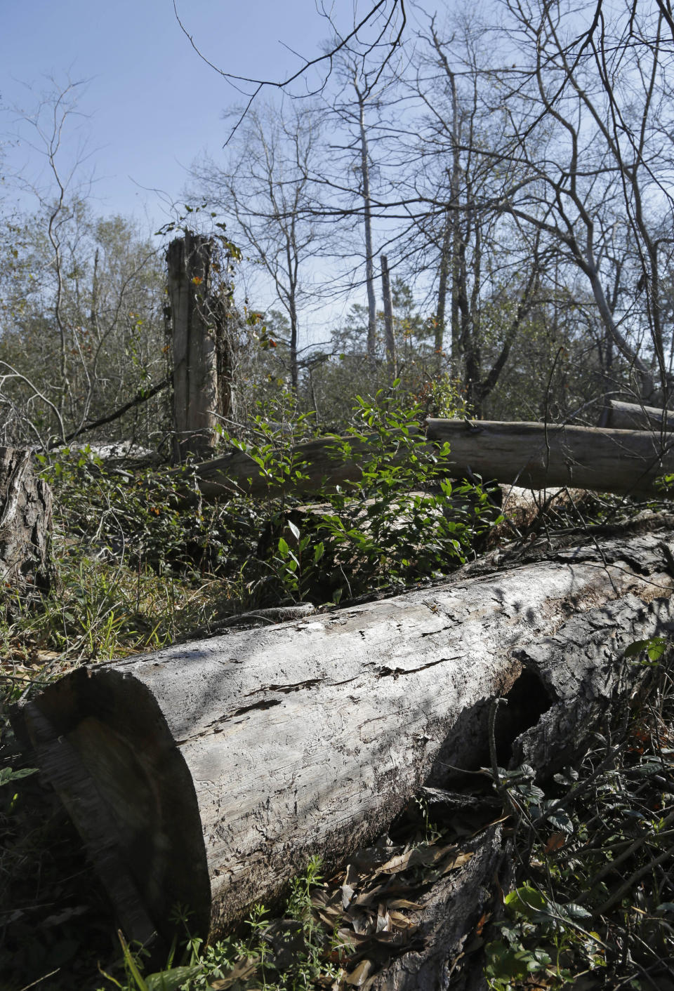 Nearly three years after an historic Texas drought, dead trees litter the ground at a Houston park on Thursday, Feb. 13, 2014. The trees were cut down for safety along the park's trails and left to decompose to enrich the soil and promote new growth. The impact of record-breaking heat and years of little or no rainfall can be felt long after a dry spell passes, and Texas is now struggling with the brunt of a historic yearlong drought that crippled the state's lakes, agriculture and water supplies. (AP Photo/Pat Sullivan)