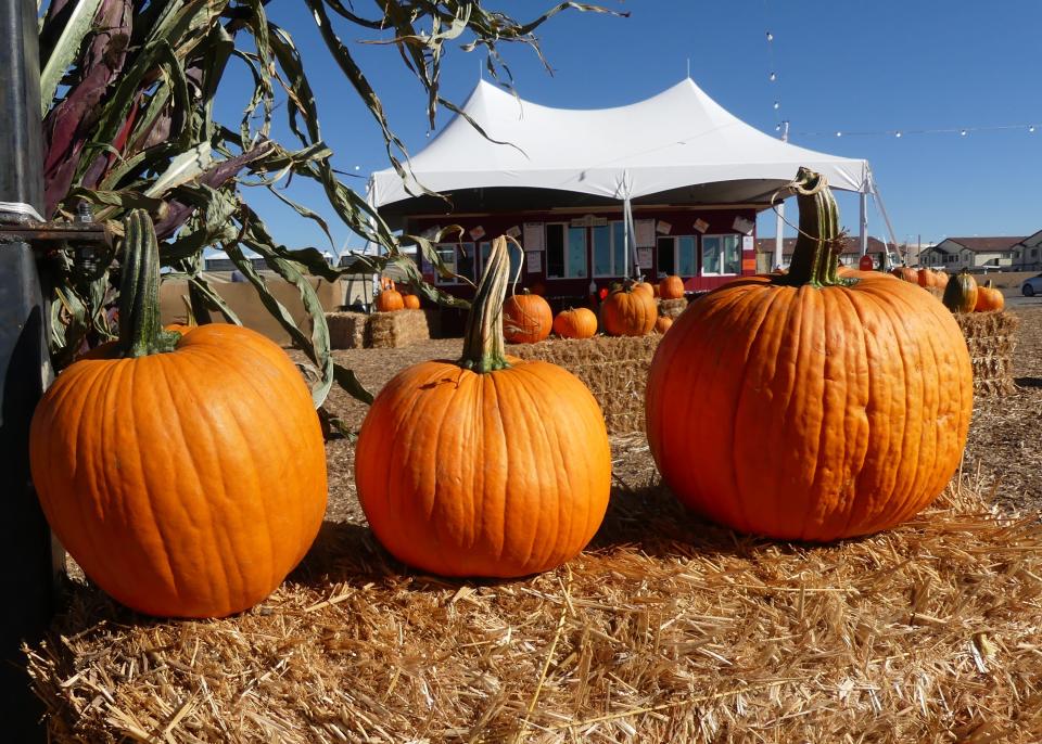 Stu Miller’s Seasonal Adventures Pumpkin Patch in Hesperia is one of many Halloween and fall-themed events scheduled in October in the High Desert.