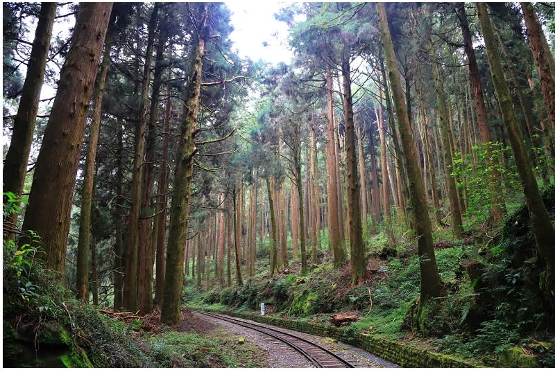 嘉義阿里山｜水山巨木