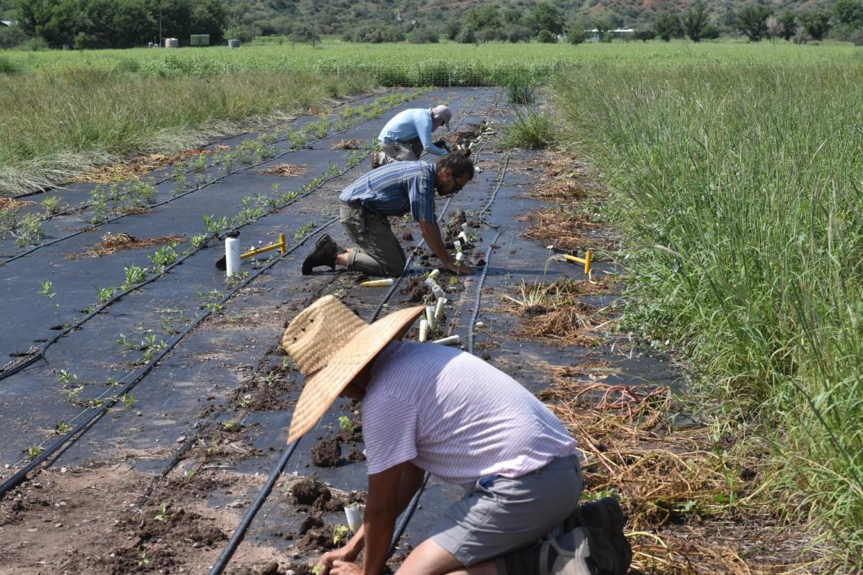 Employees at the Borderlands Restoration Network farm planting native wildflowers for commercial use in Patagonia on Aug. 16, 2022.