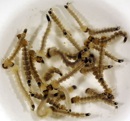 The larvae of Aedes aegypti mosquito are seen inside Oxitec laboratory in Campinas, Brazil, February 2, 2016. REUTERS/Paulo Whitaker