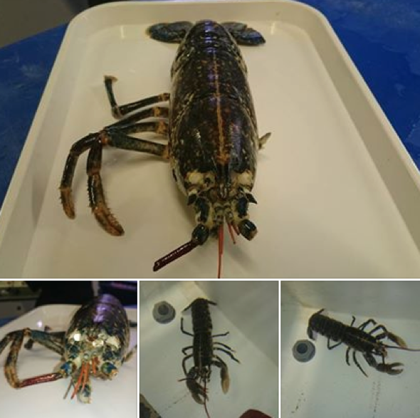 Lopsided lobster grows back four legs and both claws in one month