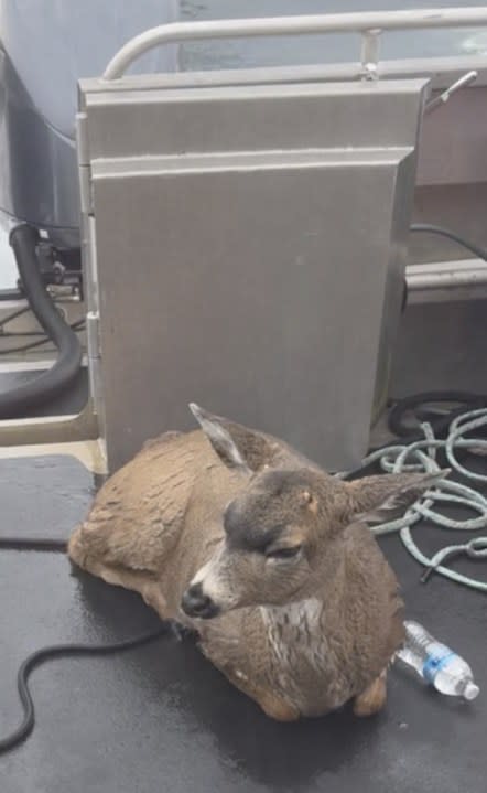 This image shows one of two deer that was struggling in the waters of southeast Alaska’s famed Inside Passage, on Oct. 10, 2023, near Ketchikan, Alaska. (Sgt. Mark Finses/Alaska Wildlife Troopers via AP)