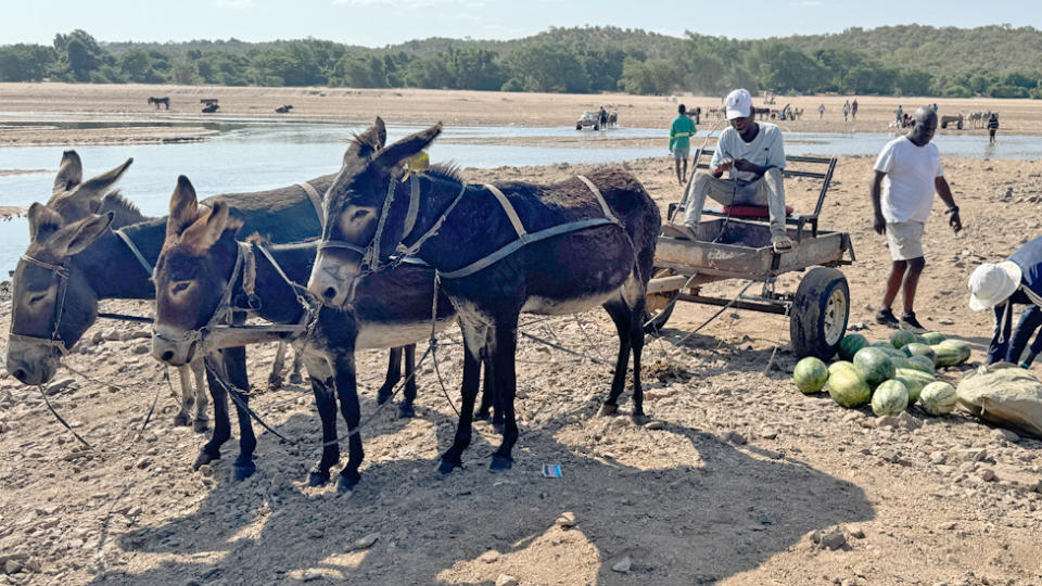 Ein Eselskarren, der Melonen über den Limpopo-Fluss von Simbabwe nach Südafrika transportiert