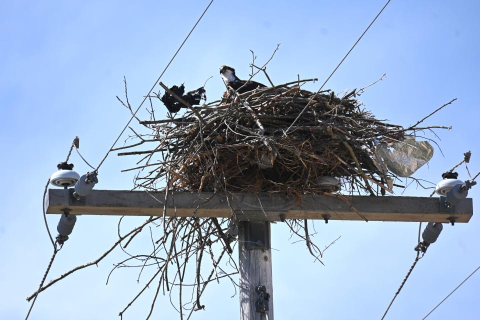 The female osprey sits in the new nest on Union City Road near Hodunk.