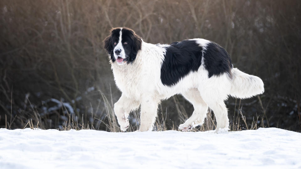 Landseer newfoundland in the snow