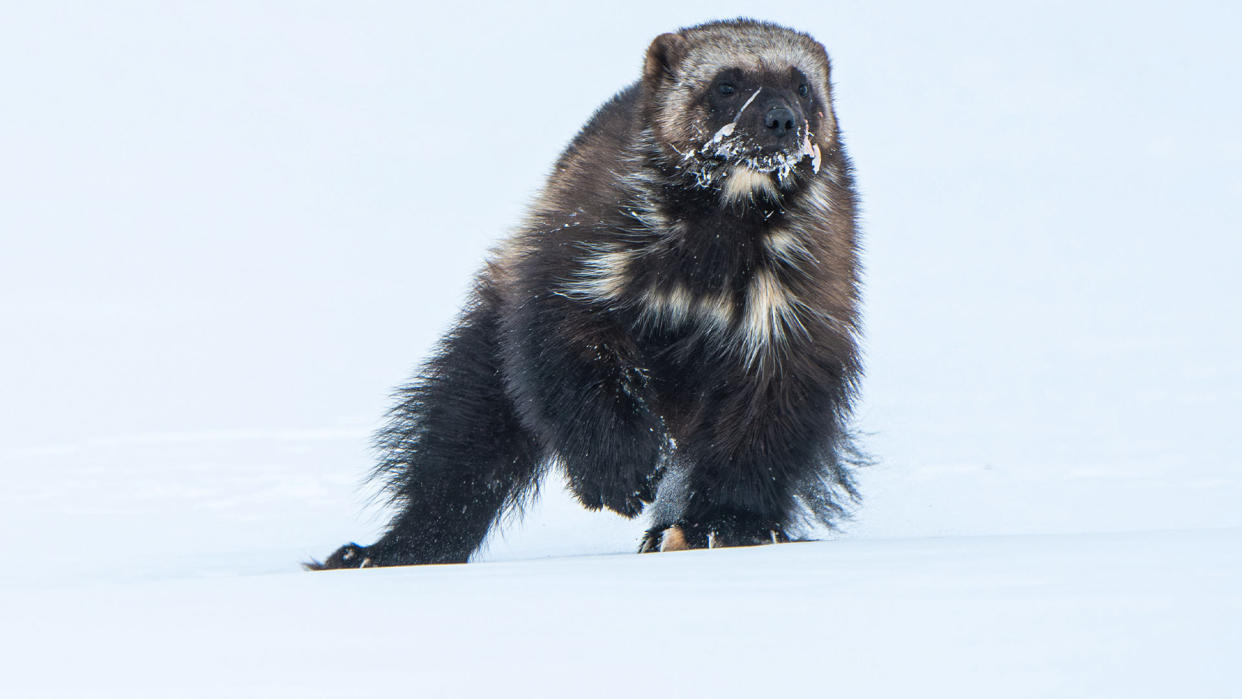 Mammals,Generics,A wolverine mid-stride while traveling over the tundra of northern Alaska.,Peter Mather,Peter Mather