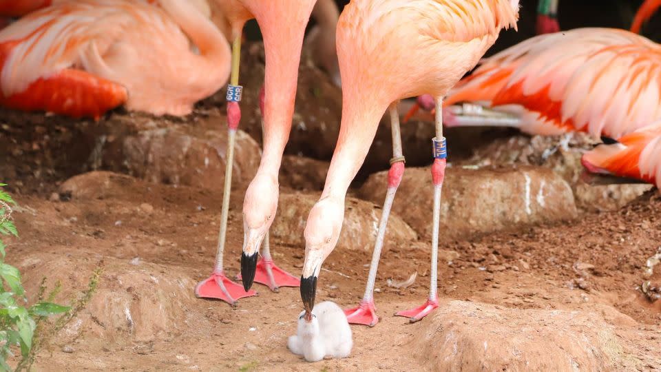 Two male flamingos, named Arthur and Curtis, have hatched together at Paignton Zoo in south-west England. - Wild Planet Trust