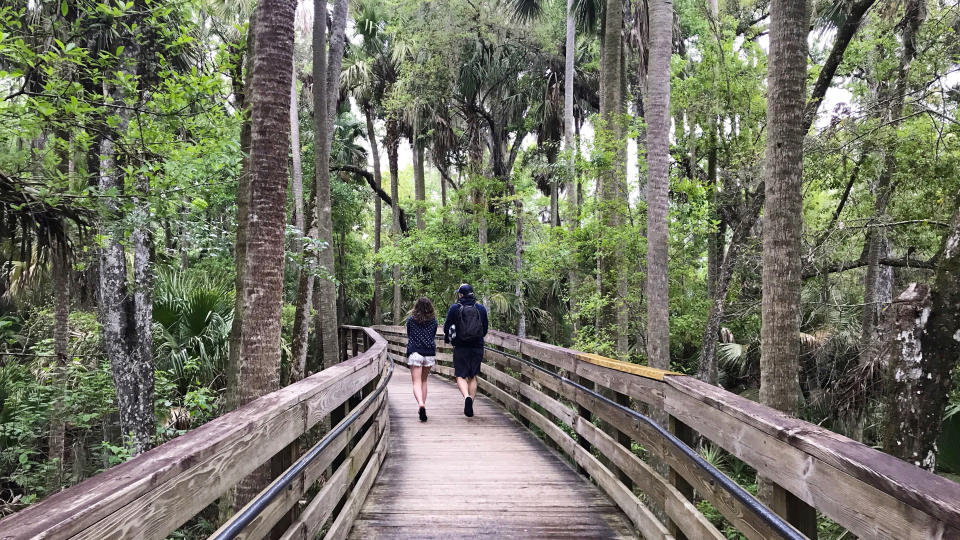 Two hikers on an elevated boardwalk through Florida's mangrove swamps