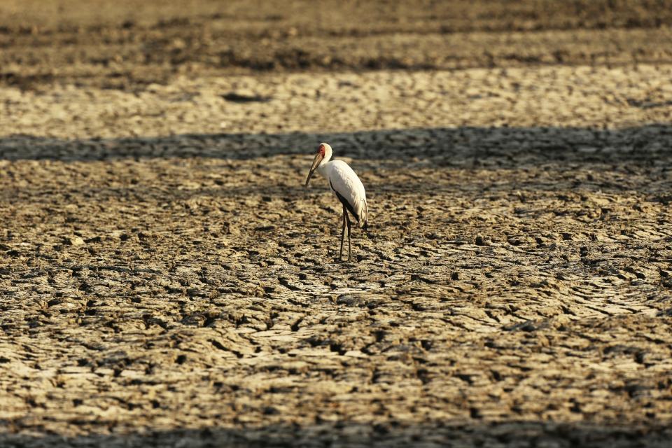 FILE - In this Oct, 27, 2019 file photo, a bird stands on a sun-baked pool that used to be a perennial water supply in Mana Pools National Park, Zimbabwe. The chair of the two-week COP25 climate summit attended by nearly 200 countries warned at its opening Monday Dec. 2, 2019 that those refusing to adjust to the planet's rising temperatures "will be on the wrong side of history." (AP Photo/Tsvangirayi Mukwazhi, File)