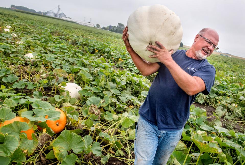 Farmer John Ackerman hauls a giant pumpkin out of his fields in Morton.