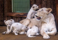 <p>Four rare white lion cubs sit besides their mother Kiara at the zoo in Magdeburg, Germany, Tuesday, Feb. 21, 2017. Keepers weighed the three males and one female and carried out health checks on the cubx. The seven-week-old lions weigh between 8 and 11 kilograms each and have developed splendidly. (AP Photo/Jens Meyer) </p>