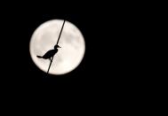 <p>A black cormorant settles on a high-tenison power line wire in Meles delta of Izmir, Turkey, on Oct. 05, 2017. (Photo: Mahmut Serdar Alakus/Anadolu Agency/Getty Images) </p>