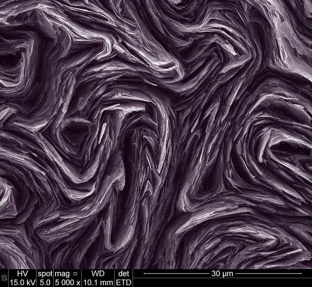 2012 FEI Electron Microscope Photo Contest