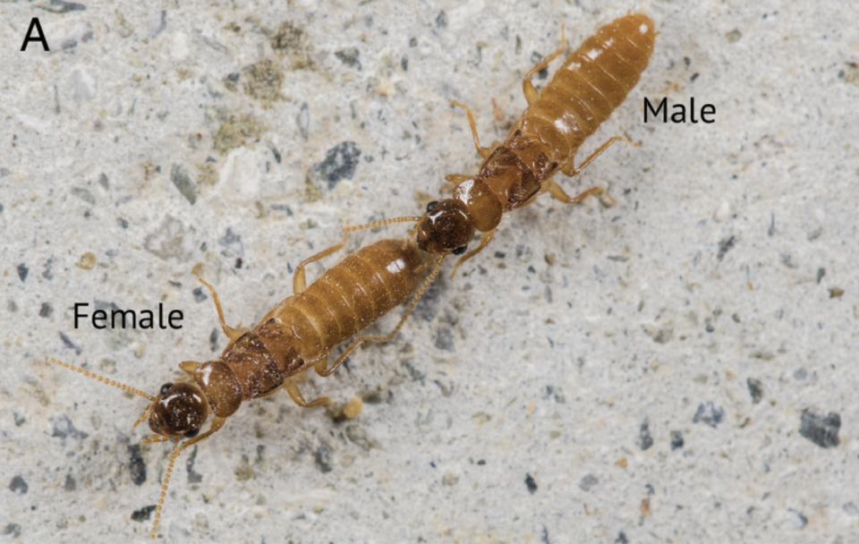 Les termites et les fourmis modernes choisissent une position bien précise pour s’accoupler, nommée « course en tandem »,