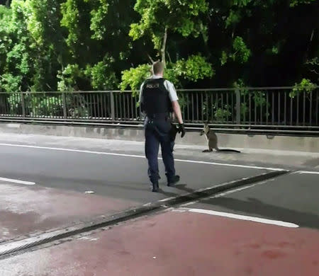 A supplied video screenshot obtained January 16, 2018 of a policeman approaching a wallaby on the Sydney Harbour Bridge in Sydney, Australia. AAP/NSW Police/via REUTERS