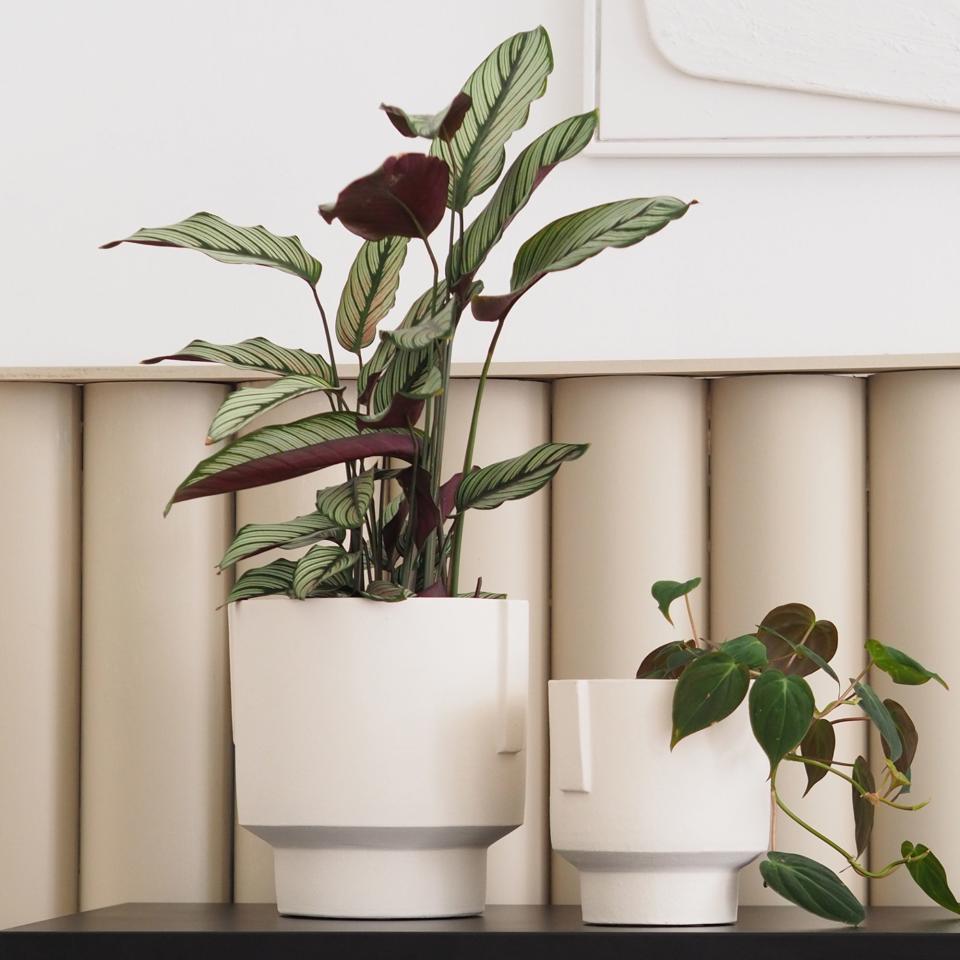 prayer plant in white pot with pothos in smaller pot