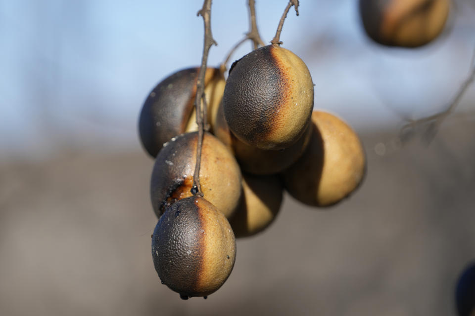 Fruit, scorched by recent wildfires, hangs off a tree on Saturday, Aug. 12, 2023, in Lahaina, Hawaii. (AP Photo/Rick Bowmer)