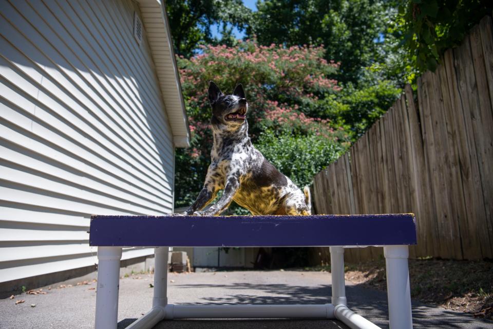 Zoey sits on her platform after completing an agility training course at Anjie Crow's home in Hermitage, Tenn., Wednesday, June 29, 2022.