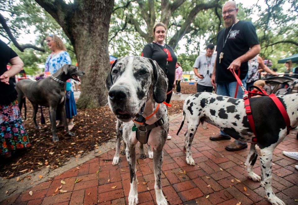 Northwest Florida Great Dane Rescue’s lovable Danes are back and took over Seville Square in downtown Pensacola during the DaneToberfest celebration and fundraising event Saturday.