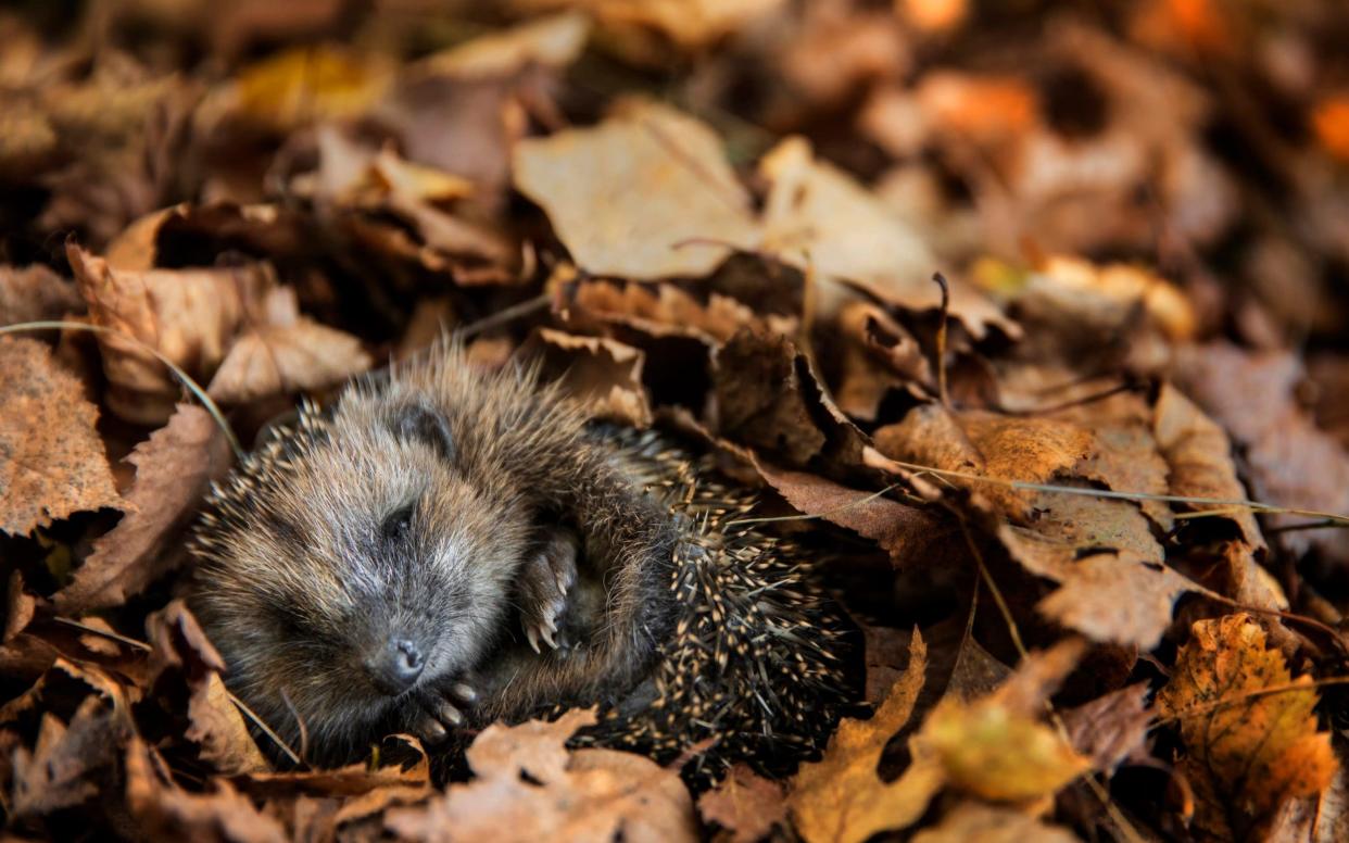 The pellets are toxic to wildlife  - Getty