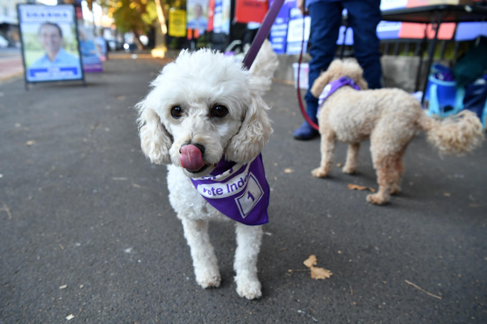 One of the cutest campaigners in Sydney