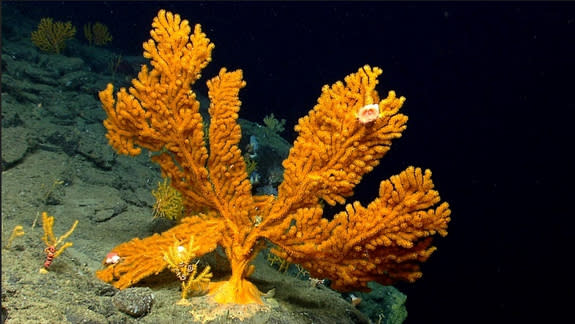 Corals can be hundreds of years old. Deep-sea corals are exceptionally long-lived and slow growing –- some species grow only 1.5 to 2.5 millimeters a year.