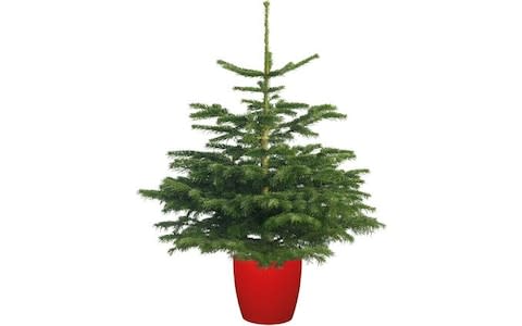 Pot Grown Non Drop Nordmann Fir Christmas Tree - Credit: Lidl