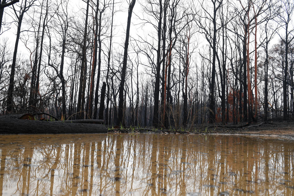 Fallen branches and other debris will be quickly transported in floodwater. Pictured are trees reflected in a pool of water.