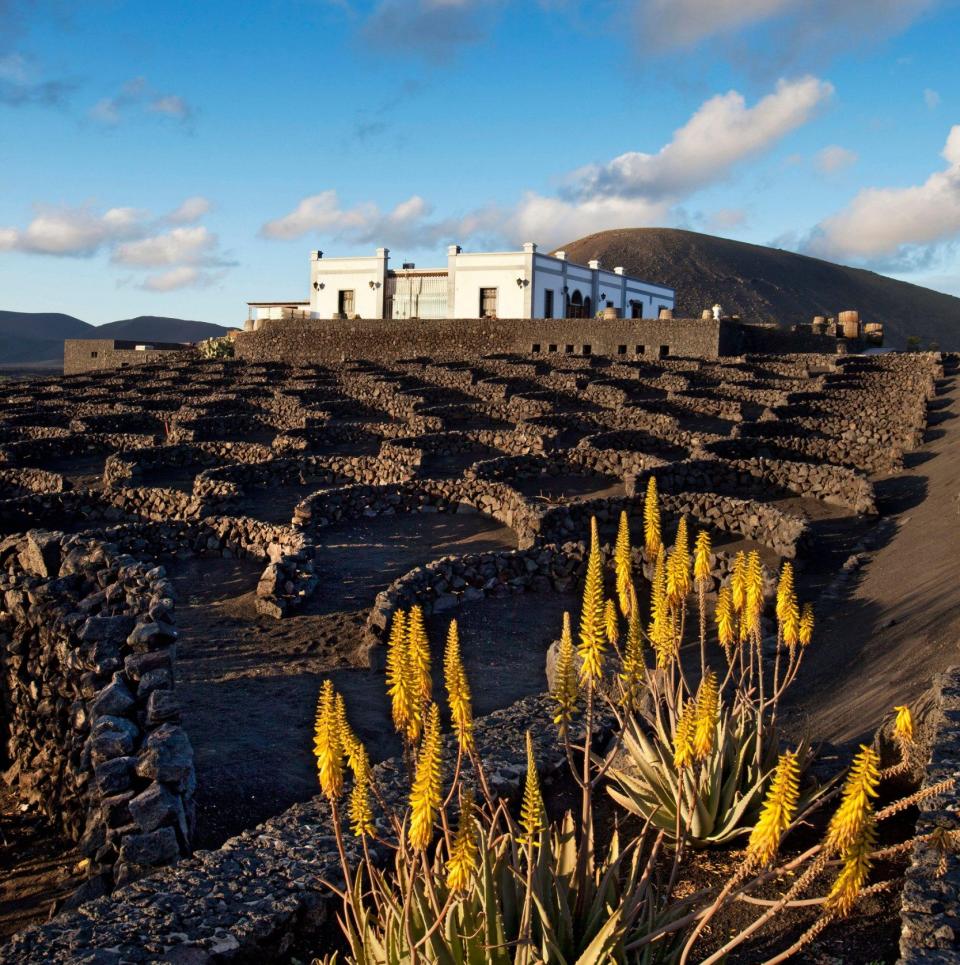 wine growing district La Geria, Lanzarote, Canary Islands, Spain