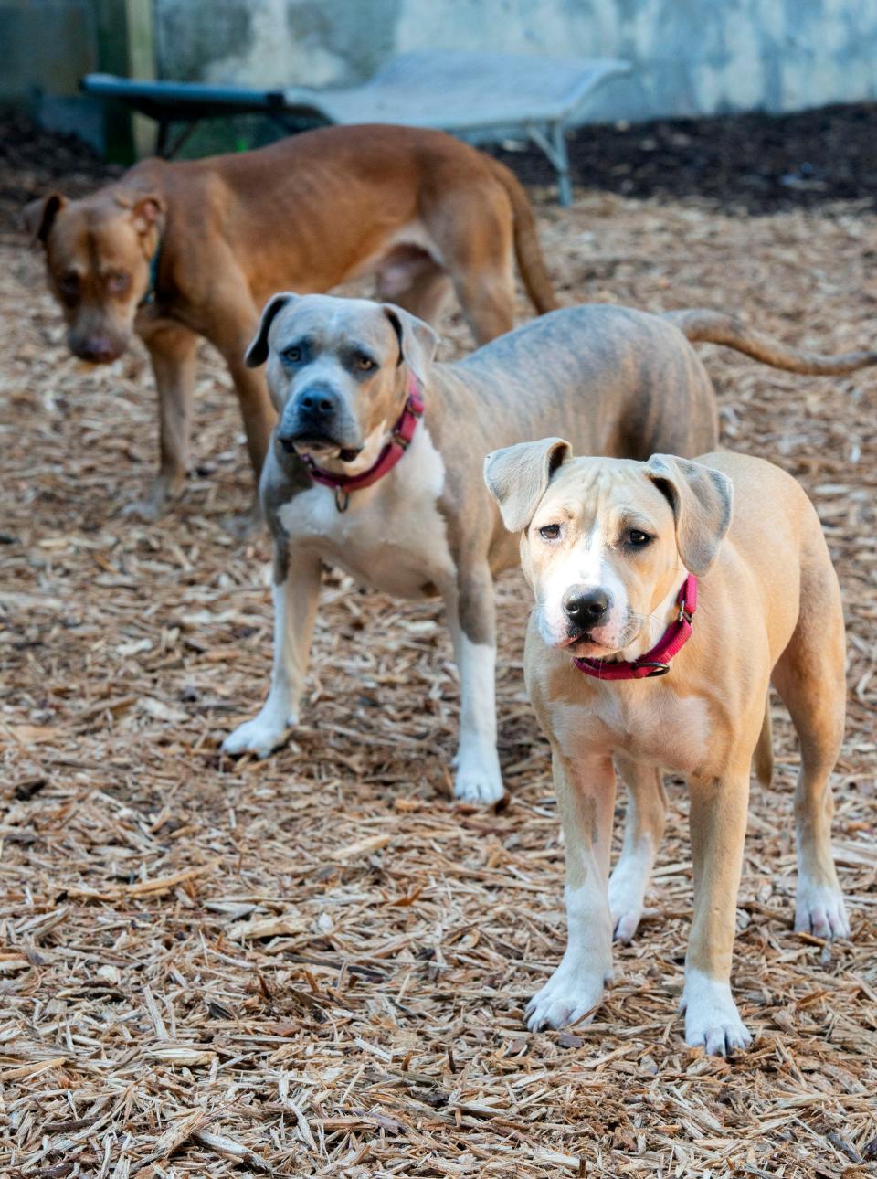 Jake from State Farm, London, and Frannie are three dogs ready for adoption at the Phoenix Rising Rescue Shelter on Thursday, Oct. 19, 2023. Phoenix Rising specializes in sheltering and finding permanent homes for bully-breed dogs.