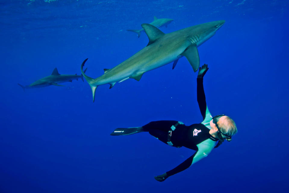 Meet the woman dispelling the myths about one of the worlds most feared ocean predators by swimming without protection with great white shark. Petite beauty Ocean Ramsey travels the globe swimming with many species of sharks hoping to prove they are nothing like their Jaws film reputation. In these incredible photographs friend Juan Oliphant caught on camera the moment a massive 17-foot Great White let Ocean tail ride through the deep. Shark conservationist Ocean, who is also a scuba instructor, model and freediver, swam with the massive fish in waters off Baja Mexico last year. PIC BY JUAN OLIPHANT / CATERS NEWS