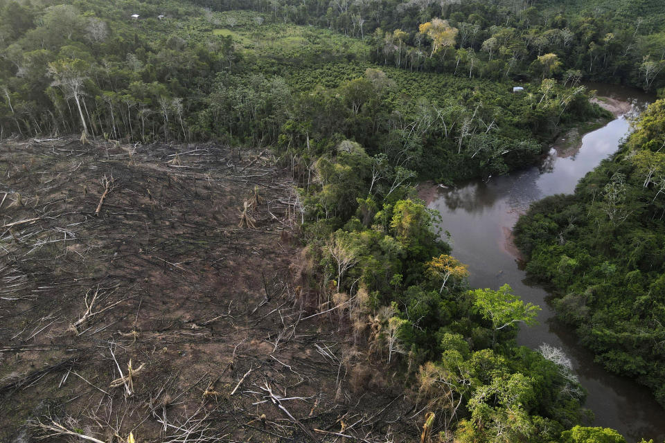 Cut down trees, on the left, lie near the limit of the Cordillera Azul National Park, Peru's Amazon, Monday, Oct. 3, 2022. Analysis by independent experts and reporting by The Associated Press raise doubts about whether a program to sell carbon credits is delivering on its promise to stop deforestation in the park and balance out carbon emissions by the companies buying the credits. (AP Photo/Martin Mejia)