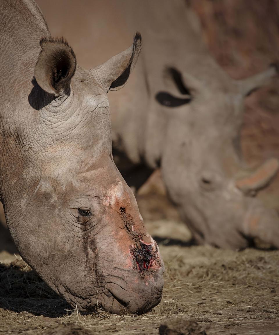 The dehorned rhino appeared to be crying when Mr Needham photographed it. Source: Media Drum World/ Australscope

