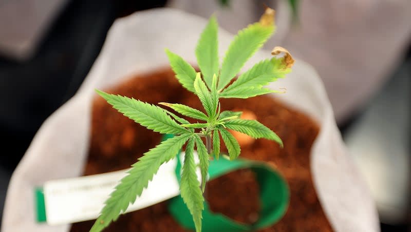 A cannabis plant is pictured at the Dragonfly Wellness Grow Facility in Moroni on Friday, April 28, 2023.