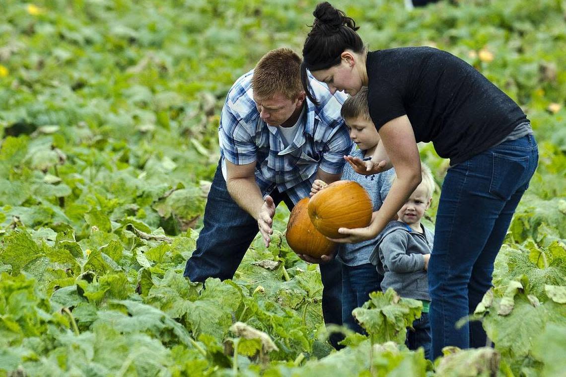 From left, Chris Laidlaw, Jackson Laidlaw and Aidan Laidlaw, watch as Amy Laidlaw brushes dirt off the bottom of a pumpkin.