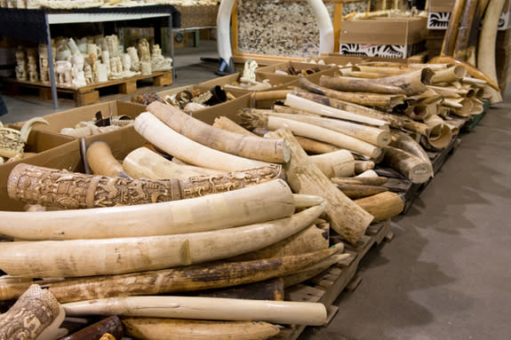 A portion of the approximately six tons of confiscated ivory crushed by the U.S. Fish & Wildlife Service last November in Denver, Colo.
