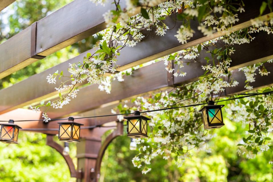 trellis with floral vines growing all around