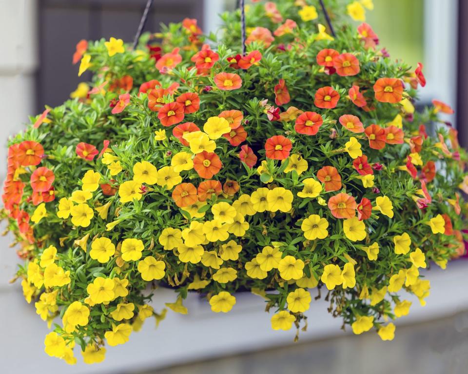 fall flowers for pots containers million bells