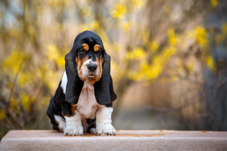 Now you know exactly what you're doing when you walk your basset hound through the streets of New York City.