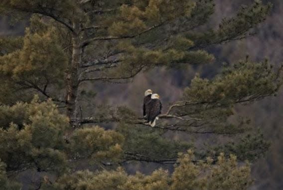 A pair of bald eagles on the Upper Delaware