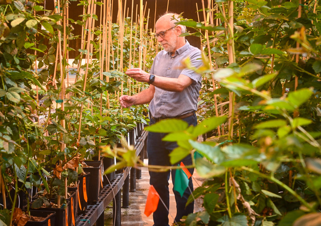 Tom Adams, director ejecutivo y cofundador de Pairwise, que utiliza técnicas de edición de genes para crear nuevas variedades de frutas y vegetales, en Durham, Carolina del Norte, el 13 de septiembre de 2023. (Kate Medley/The New York Times)