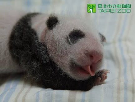 Baby Panda Is Emoticon.