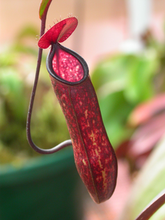 <span class="caption">The slippery pitcher plant.</span> <span class="attribution"><span class="source">Jeremiah, Wikmedia Commons</span></span>