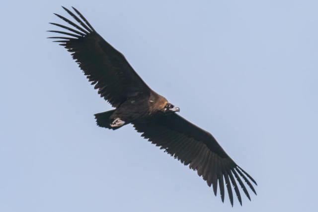 Two vulture species spotted in Singapore