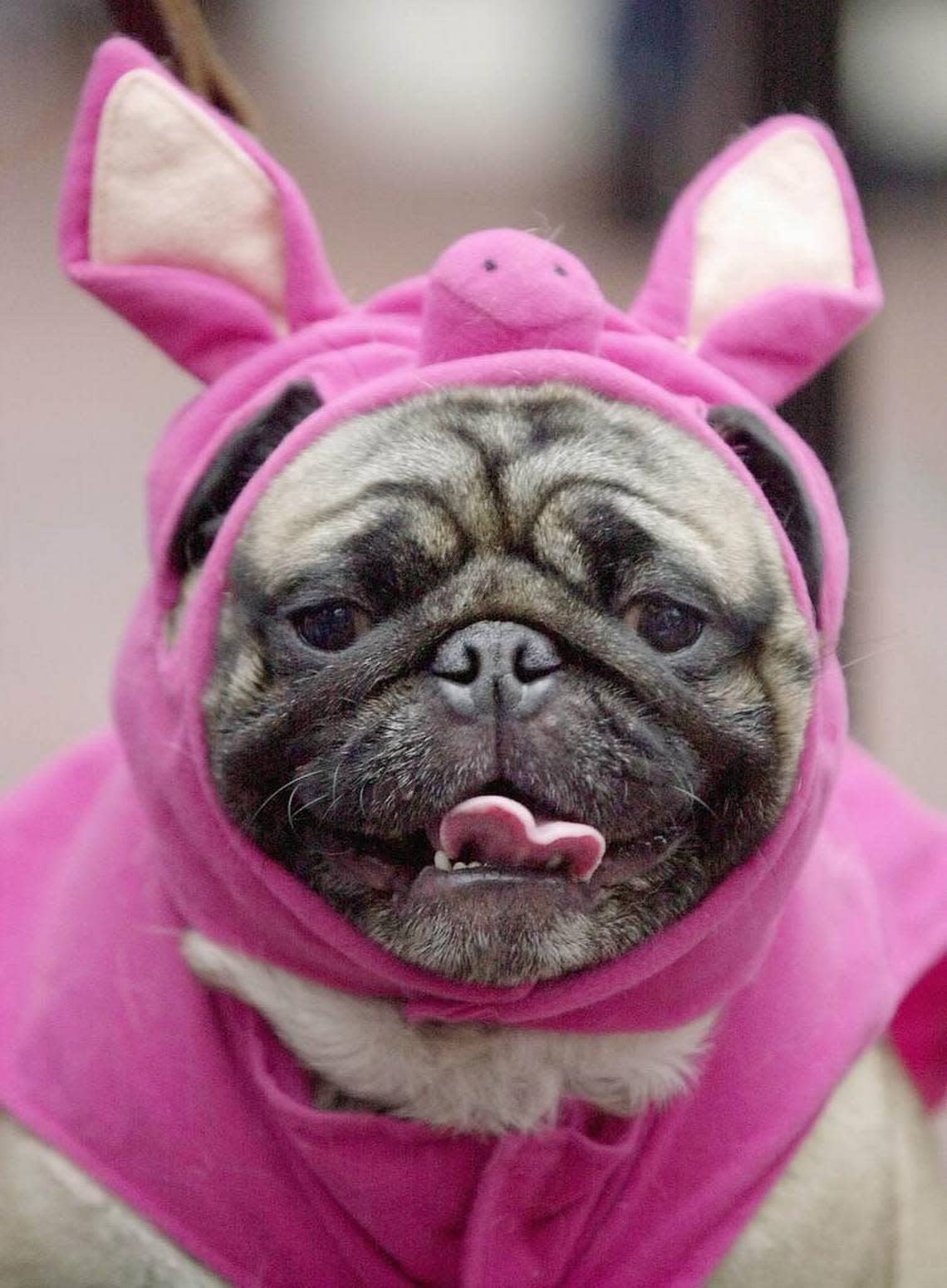 Pet owners will dress up millions of dogs for Halloween parades, parties, pictures and contests.