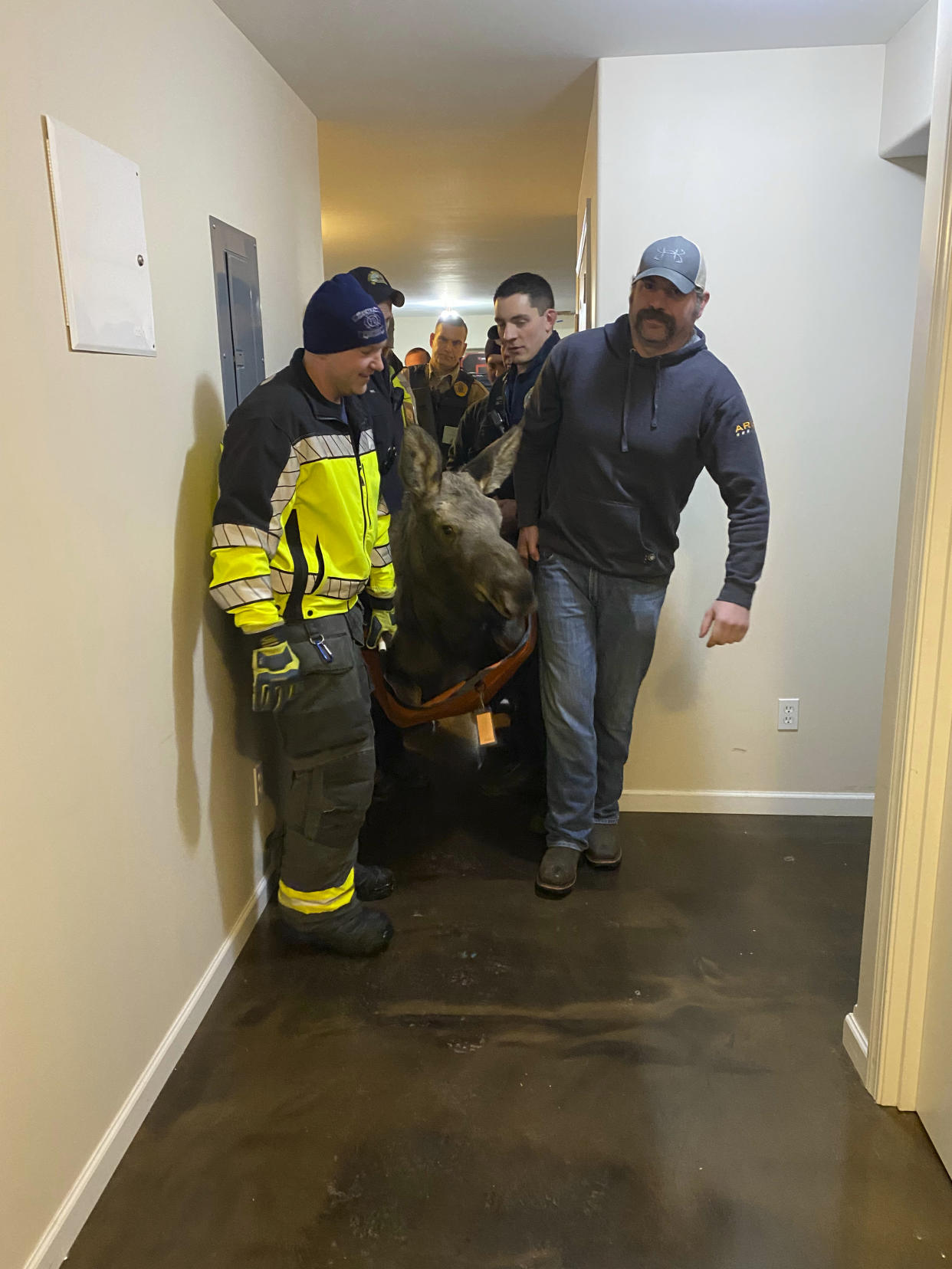 In this image provided by Central Emergency Services for the Kenai Peninsula Borough, firefighters from Central Emergency Services with personnel from the Alaska Wildlife Troopers and Alaska Department of Fish and Game help carry a moose out of a house after it had fallen through a window well at a home in Soldotna, Alaska, on Sunday, Nov. 20, 2022. The moose was tranquilized and removed from the house on a stretcher, revived and set loose back into the wild. (Capt. Josh Thompson/Central Emergency Services via AP)