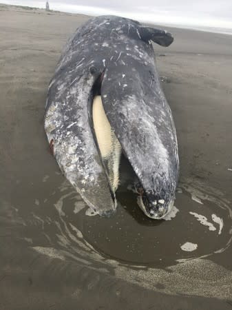 A stranded dead gray whale is pictured at Leadbetter Point State Park, Washington, U.S. in this handout photo